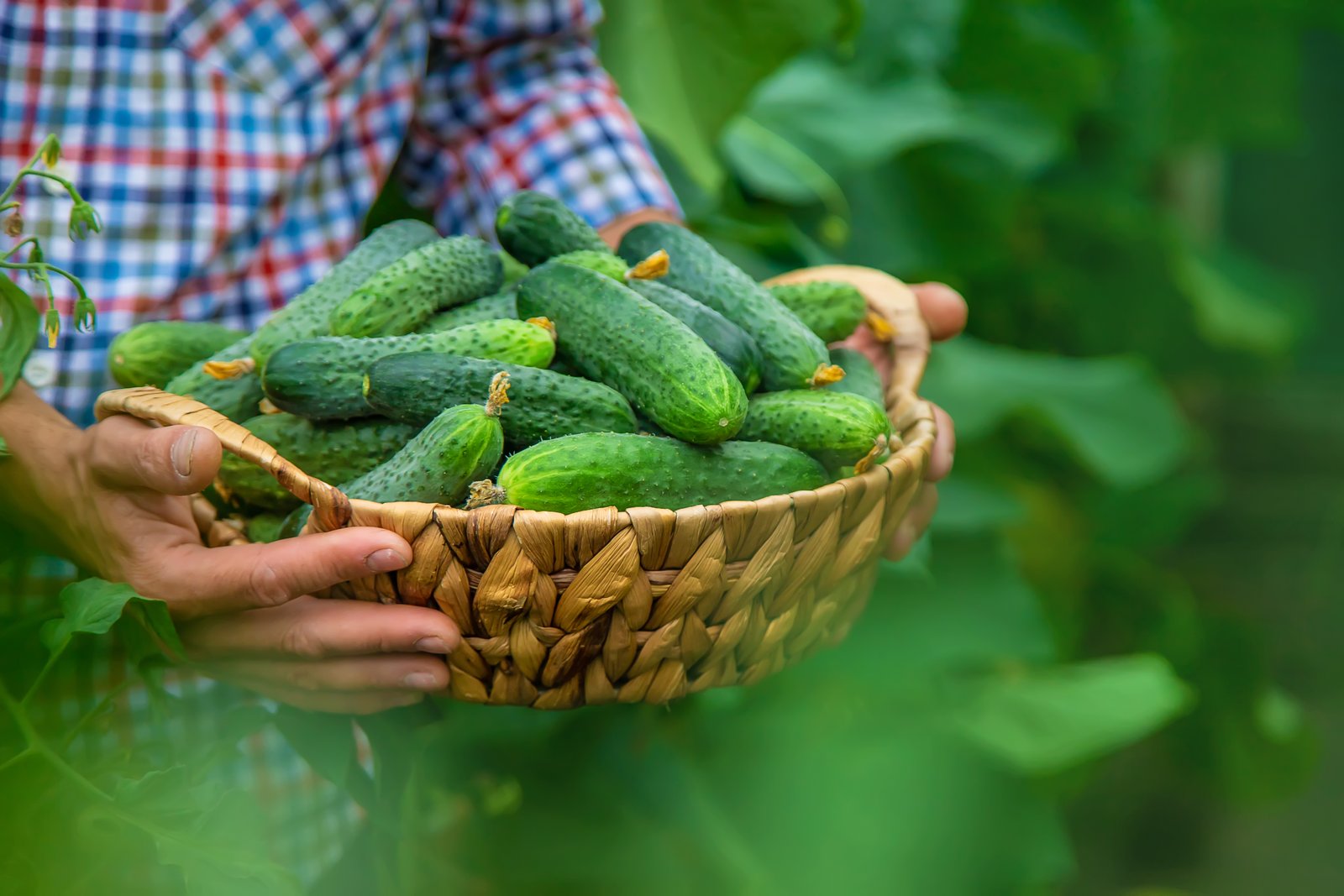 Cucumbers