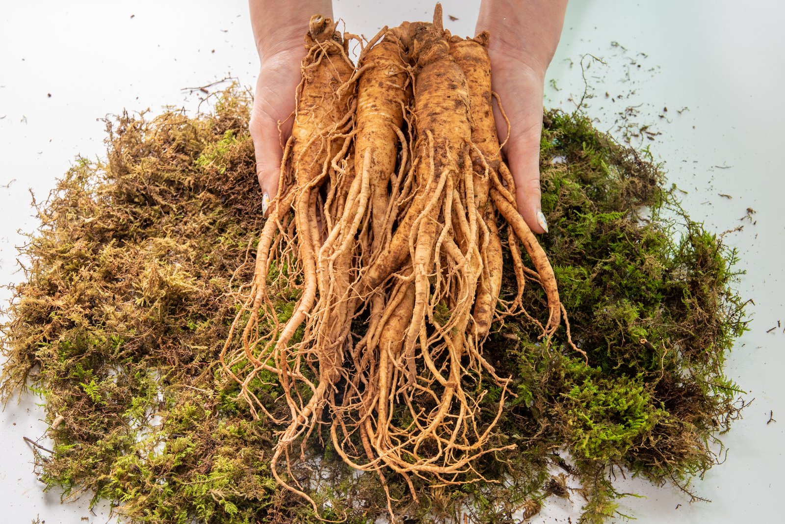 Ginseng Root