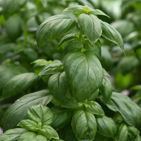 Basil