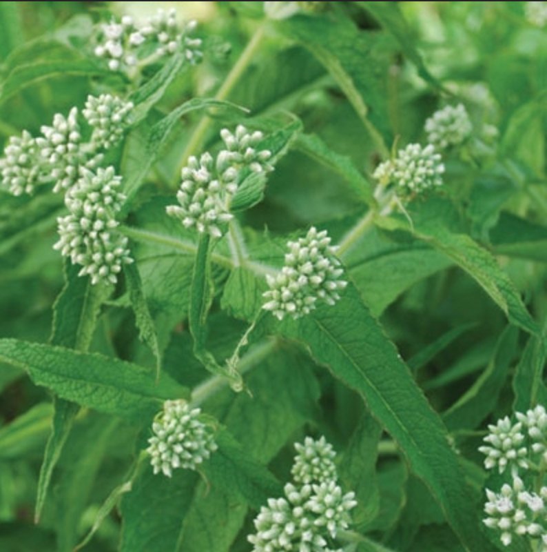 Boneset