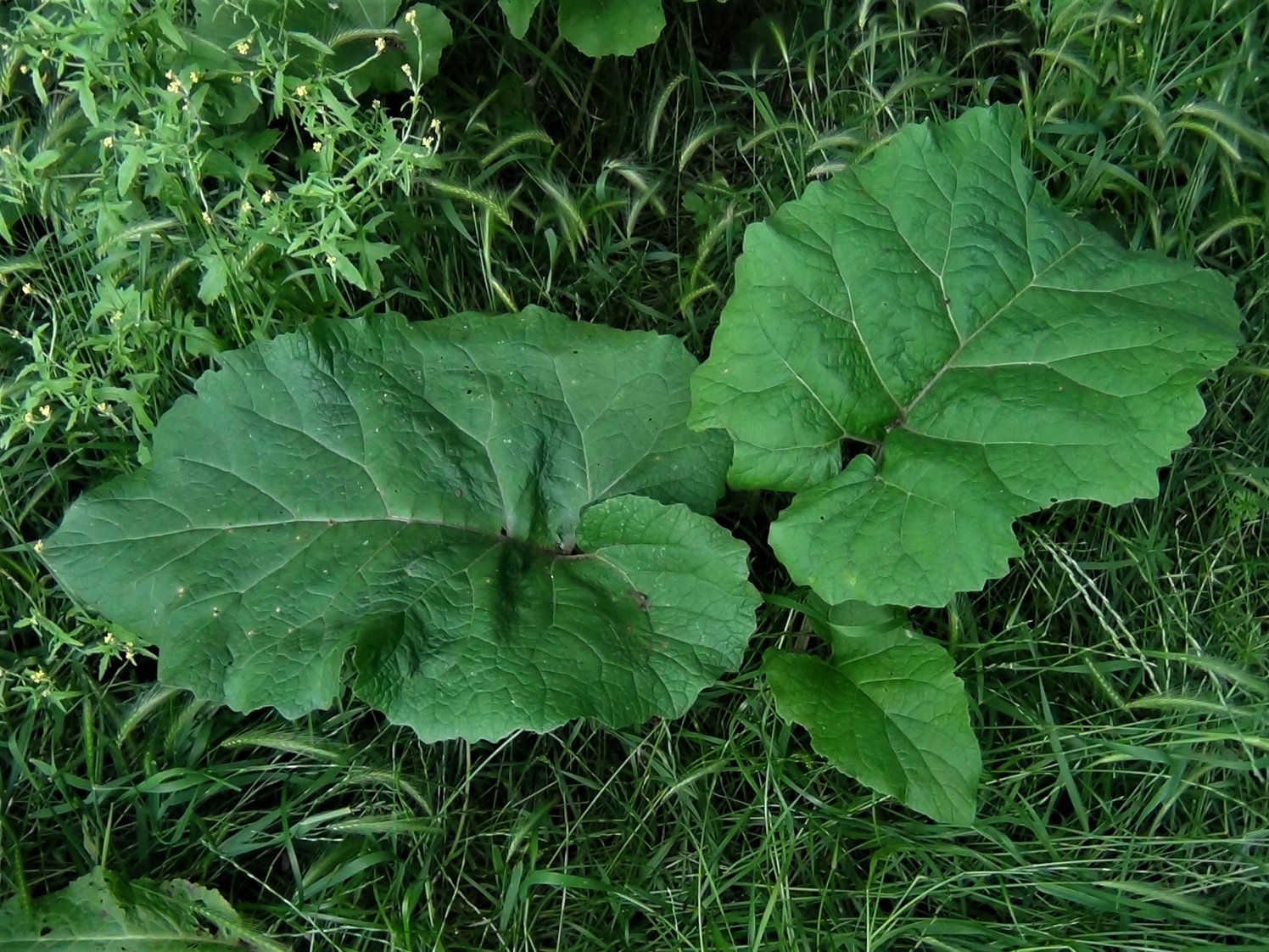 Burdock