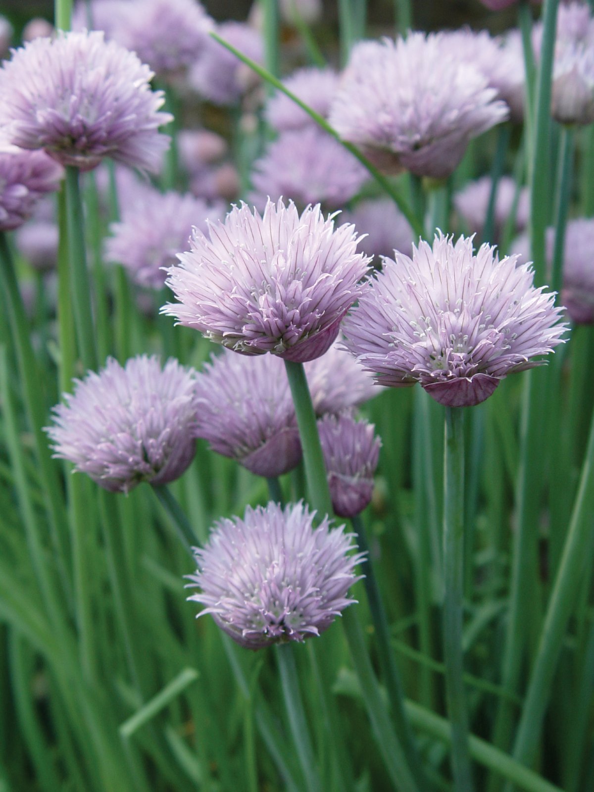 Chives