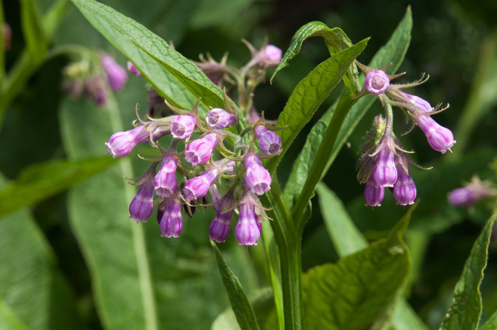 Comfrey