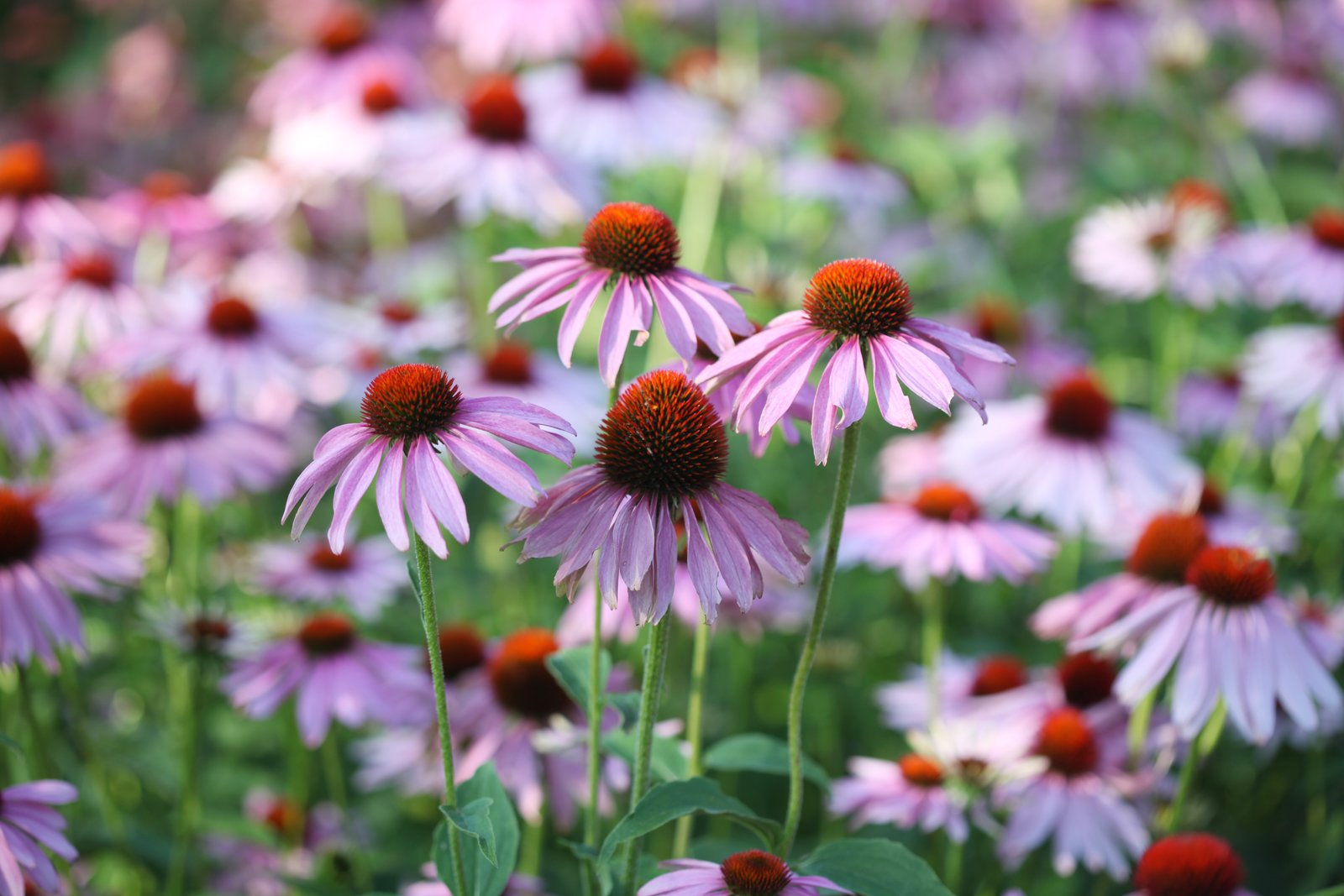 Echinacea