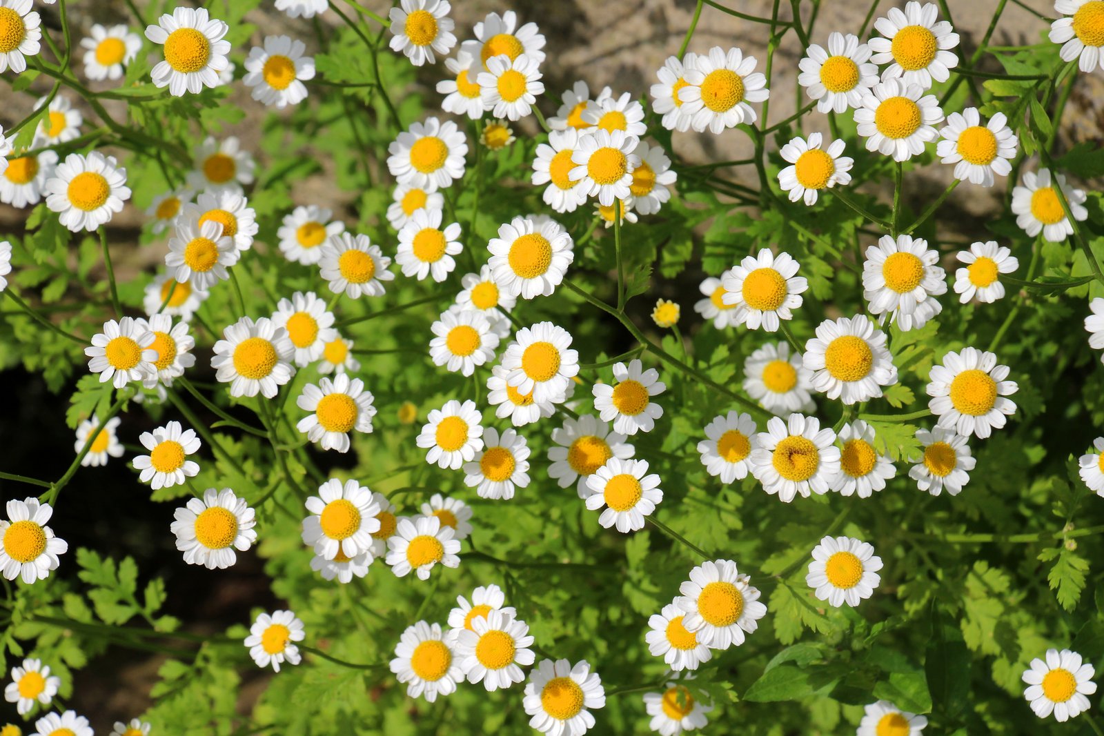 Feverfew
