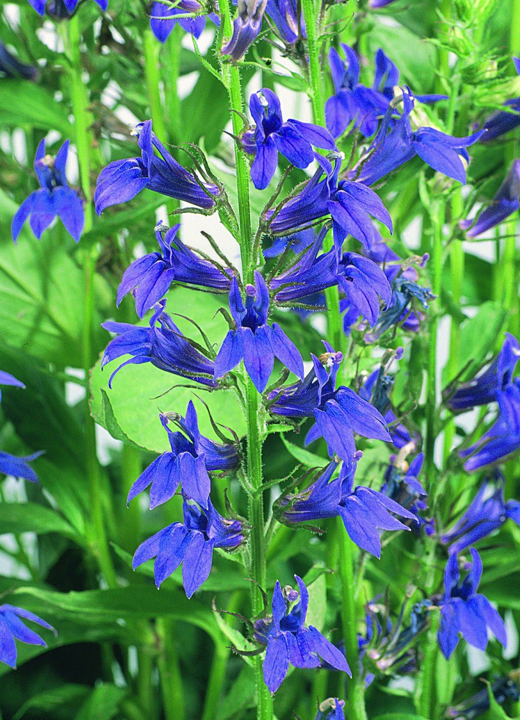 Lobelia