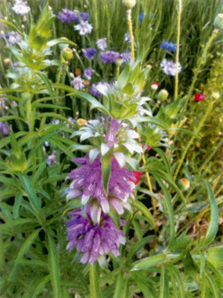 Monarda