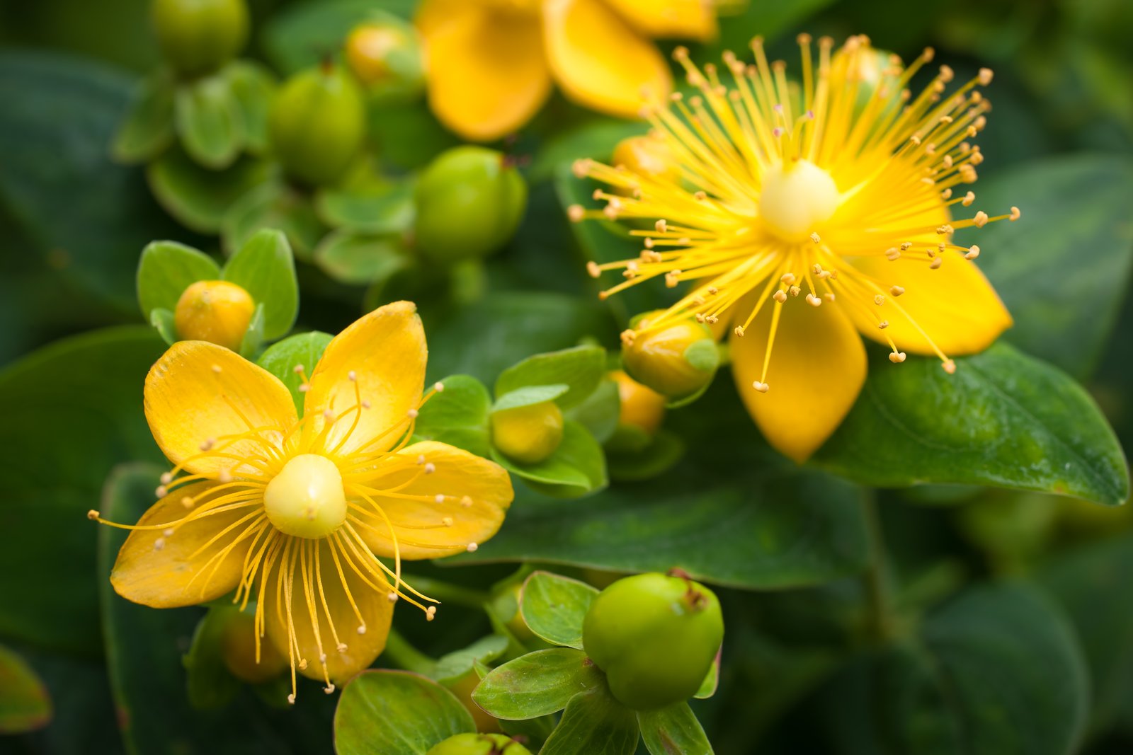 St John’s Wort