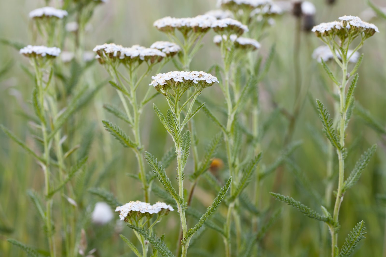 Yarrow