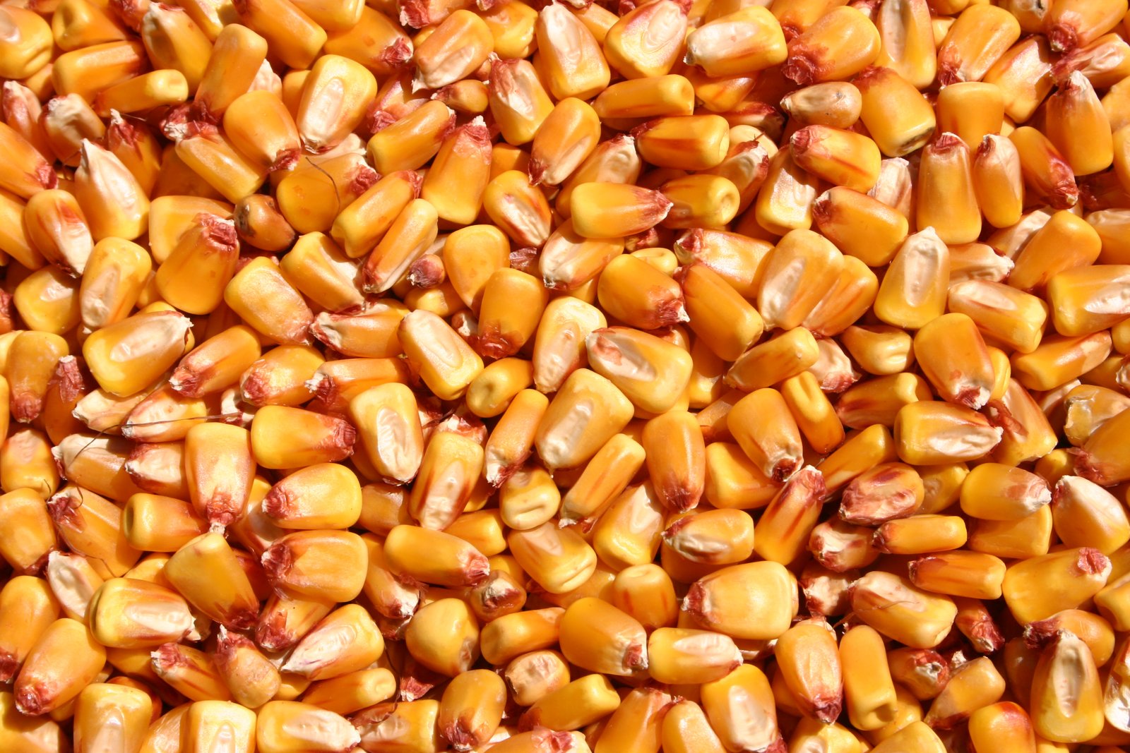 Dent Corn